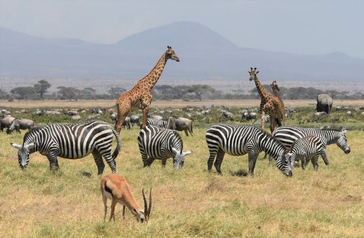 Natural and wildlife