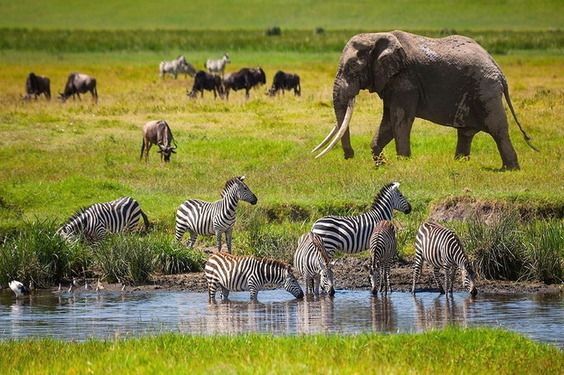 Natural and wildlife